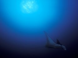 Manta at Sodwana Bay on a late afternoon dive by Paul Hunter 